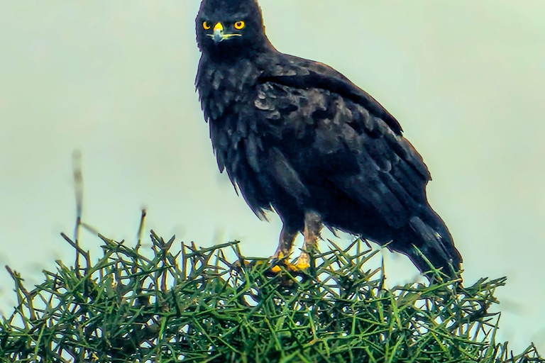 Nairobi National Park: Photography-Focused Safari
