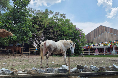 Bangkok to DuBua Café & Amphawa Private Day Trip