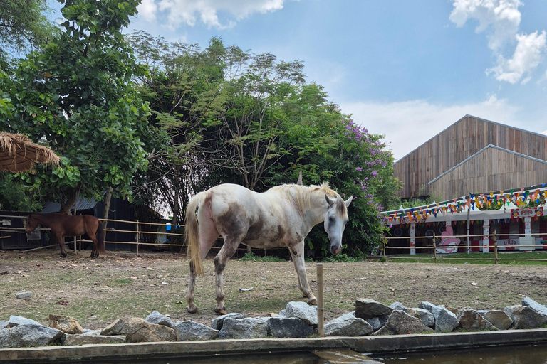 Bangkok to DuBua Café & Amphawa Private Day Trip