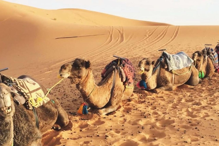 From Djerba: Douz, Matmata Star Wars Sites & local market