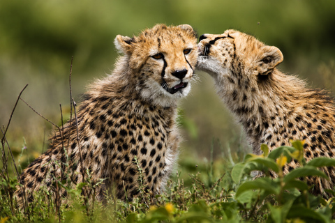 From Arusha:Arusha National Park Safari with Transfer Karatu
