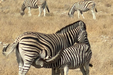 Chobe Safari from Victoria Falls: Game Drive & Cruise