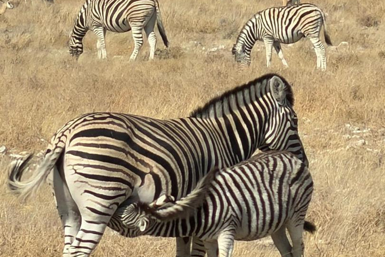 Chobe Safari from Victoria Falls: Game Drive & Cruise