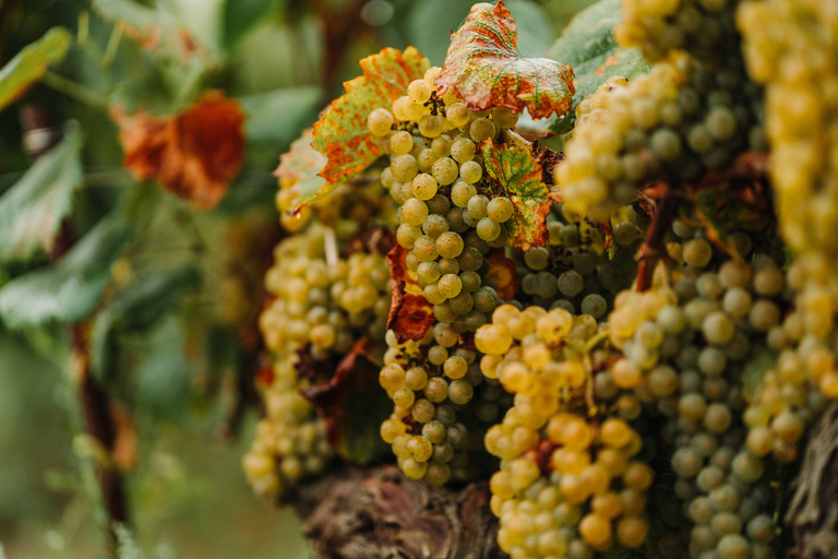 Saint-Léger-les-Vignes: a treasure hunt and wine tasting Saint-Léger-les-Vignes: Scavenger hunt and wine tasting