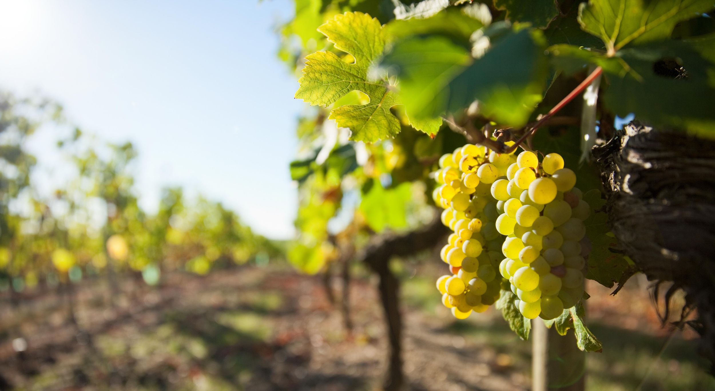 Vouvray Wein Halbtagestour ab Tours