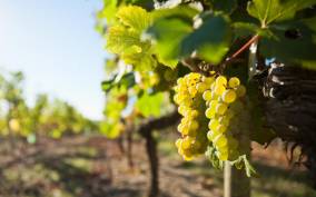 Vouvray wine half-day tour from Tours
