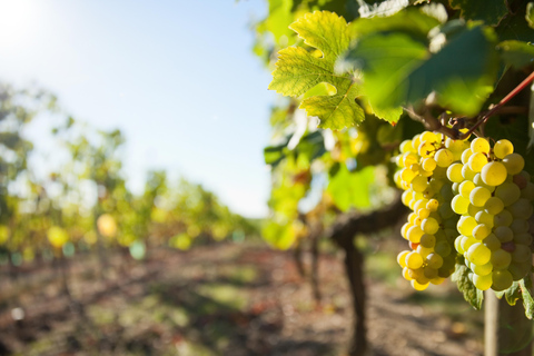 Visite d'une demi-journée à Vouvray au départ de Tours