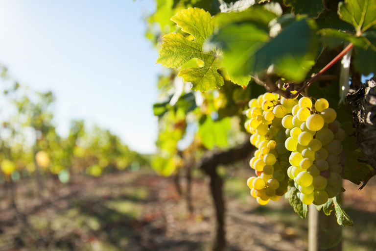 Tour de medio día del vino de Vouvray desde Tours