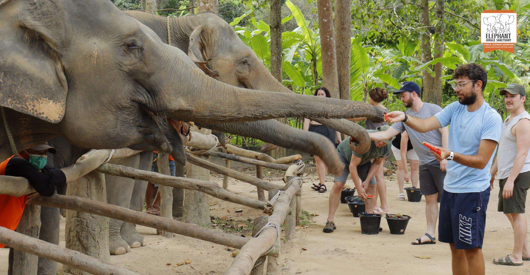 Koh Samui, Elephant Sanctuary Entry and Feeding Experience - Housity