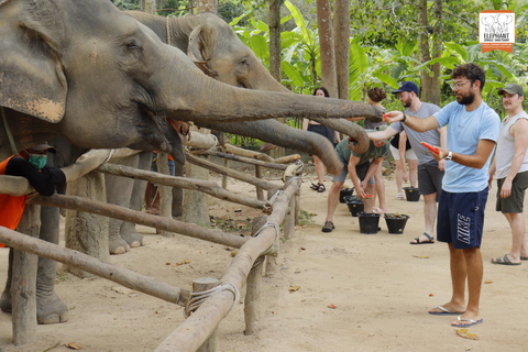 Koh Samui: Elephant Sanctuary Entry and Feeding Experience
