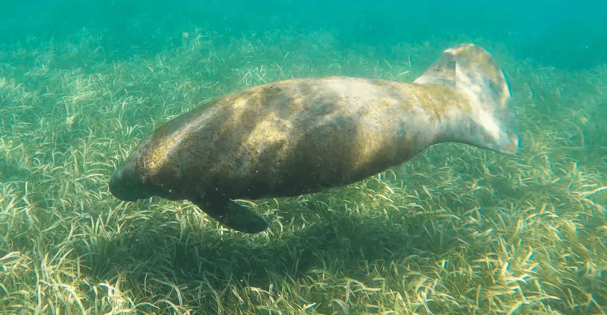 Snorkeling con manate e tartarughe a San Juan - Hizvo