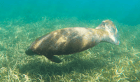 Snorkel with Manatees & Turtles in San Juan - Hizvo