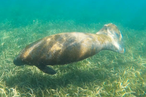 Plongée avec masque et tuba avec les lamantins et les tortues à San JuanSan Juan Snorkeling : Observation de lamantins, de tortues de mer, et plus encore !