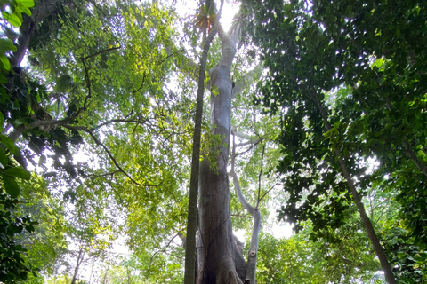 Cartagena: Guided Experience in the Botanical Garden