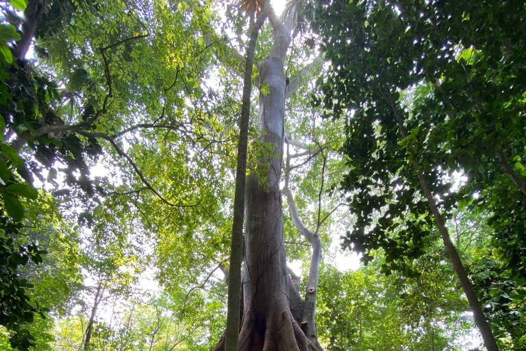 Cartagena: Guided Experience in the Botanical Garden
