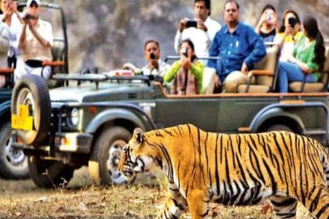 Excursion privée d'une journée avec safari de tigres au départ de Jaipur, tout compris