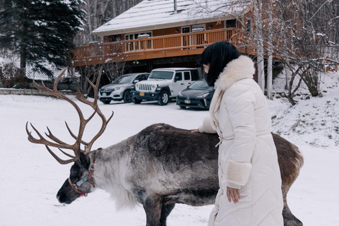 Fairbanks: Passeio de rena com transporte