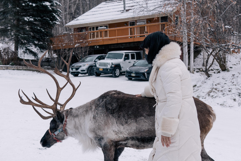 Fairbanks: Passeio de rena com transporte