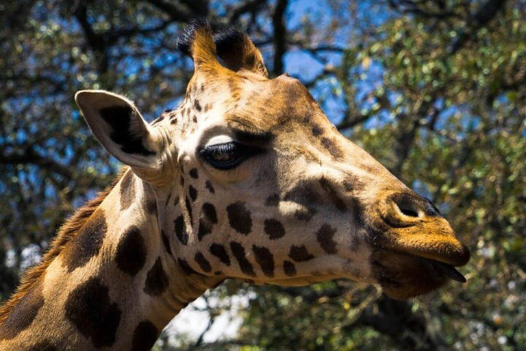 Nairobi: Private Tour to Giraffe Centre with Hotel Pickup