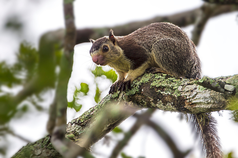 From Colombo: Yala National Park Safari Tour in a 4x4