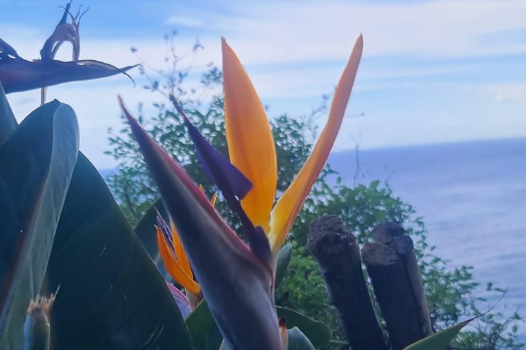 جولة يوم كامل في جزيرة ماديراجولة جزيرة ماديرا ليوم كامل