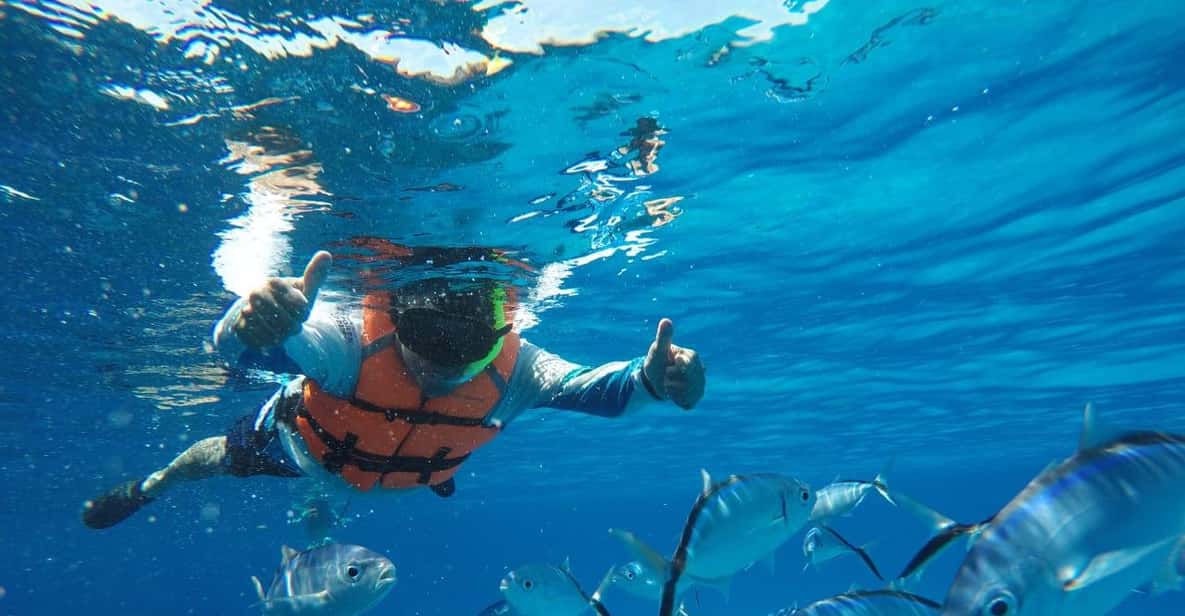 Snorkeling with Starfish, Stingrays, El Cielo with Drinks, Ceviche & More — a boat tour from Cozumel, Mexico