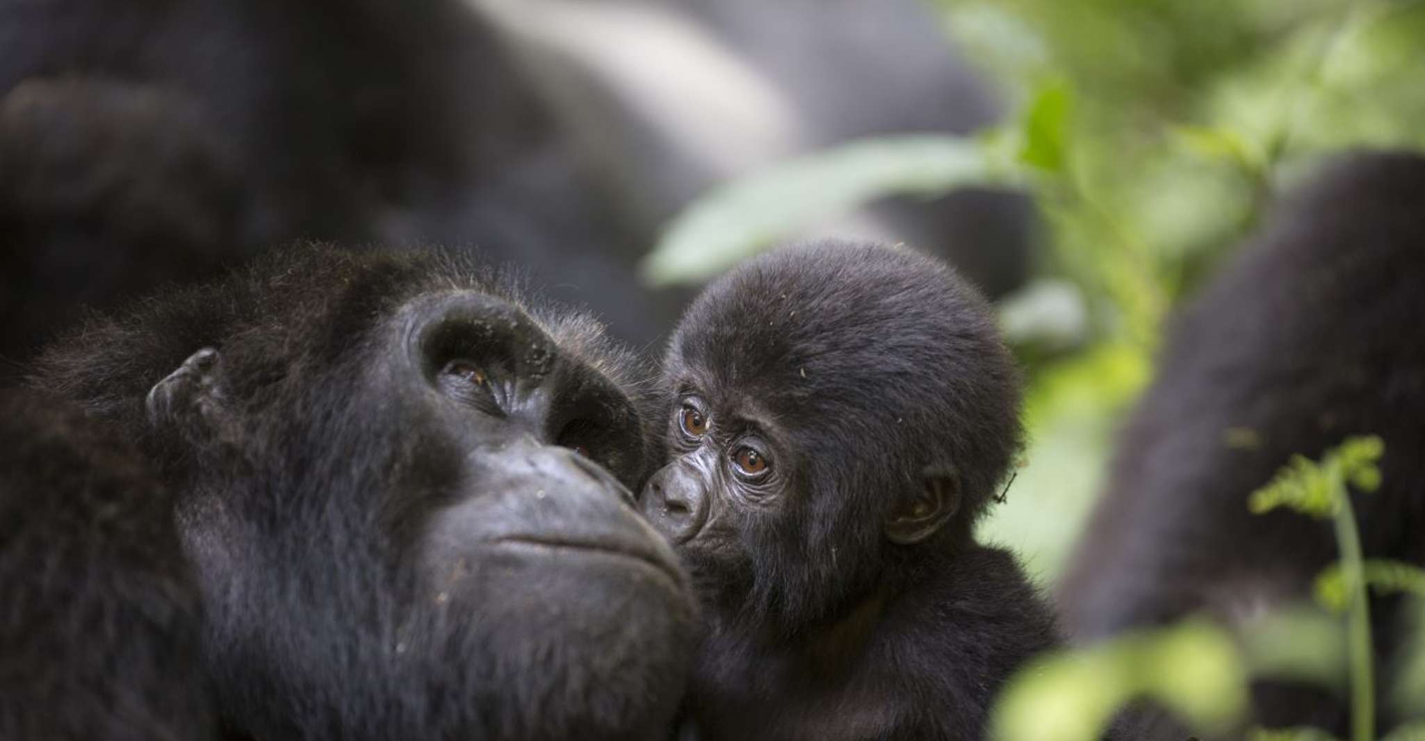 5 Tage Gorilla & Chimpanzee Erfahrung und Spielfahrt Safari - Hizvo