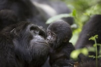 5 giorni Gorilla & Chimpanzee Esperienza e Game Drive Safari - Hizvo