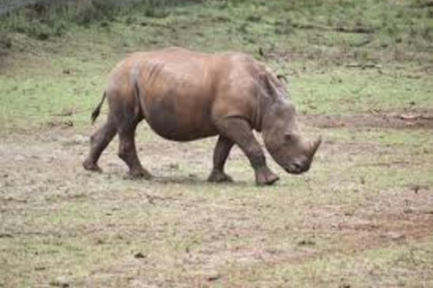 From Nairobi: 6-Day Rhino Conservation Safari in Kenya