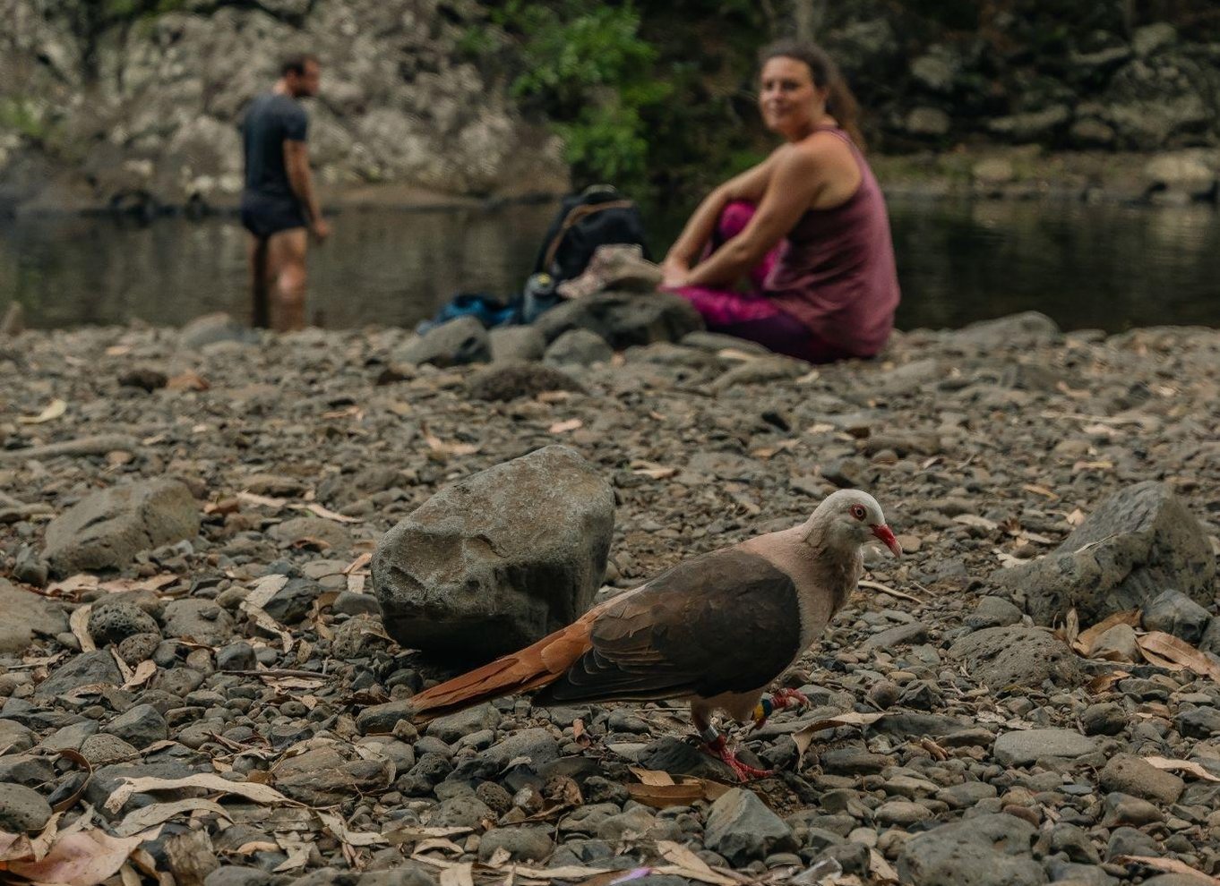 Mauritius: Black River Gorges National Park 3-timers vandretur