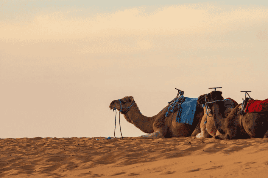 Von Marrakesch: 3-tägige Sahara-Tour nach Merzouga. Foto: GetYourGuide