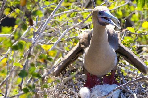 San Cristobal: Punta Pitt Sightseeing Tour with Snorkeling and Galapagos Birds San Cristóbal: Punta Pitt Sightseeing Tour with Snorkeling and Galapagos Birds