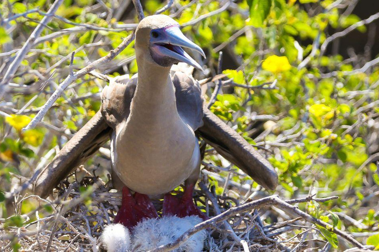 San Cristobal: Punta Pitt Sightseeing Tour with Snorkeling and Galapagos Birds San Cristóbal: Punta Pitt Sightseeing Tour with Snorkeling and Galapagos Birds