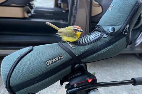 Monteverde: Halbtagestour zur VogelbeobachtungGemeinsame Gruppentour