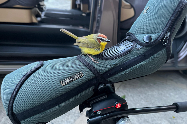 Monteverde: Tour di mezza giornata dedicato al birdwatchingTour di gruppo condiviso