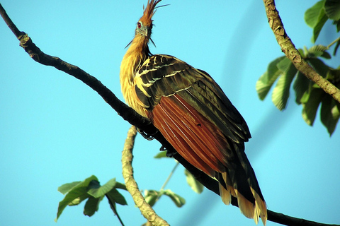 From Cusco: Manu National Park Tour with Accommodation