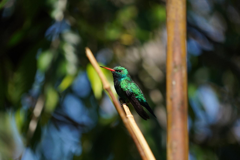 São Paulo: Monte Alegre do Sul Birdwatching Day Trip