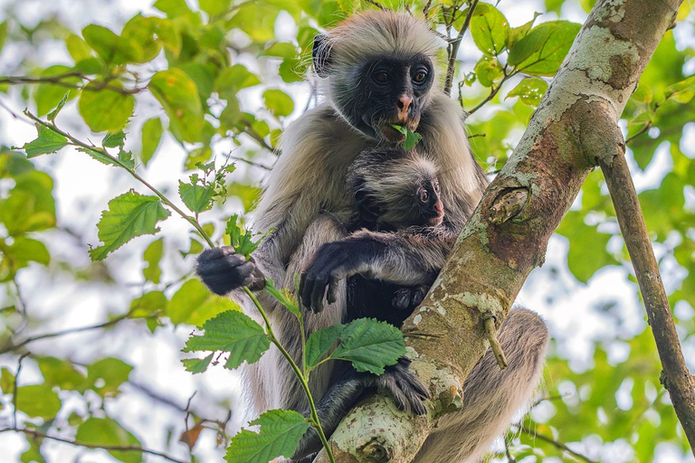 from Zanzibar: Private Tours In Zanzibar with Jozani