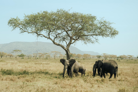 Arusha: 2-dniowe safari do Parku Narodowego Tarangire z posiłkami