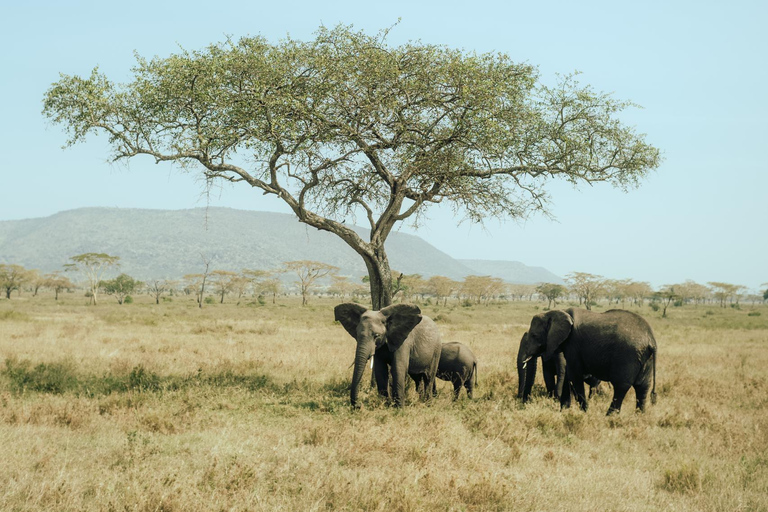 Arusha: 2-dniowe safari do Parku Narodowego Tarangire z posiłkami