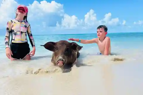Nassau : Cochons nageurs, tortues, plongée en apnée et déjeuner