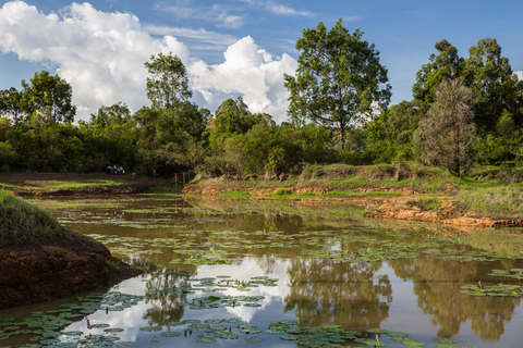 De Nairóbi: Trilha natural da floresta de KaruraDe Nairobi: Trilha Natural da Floresta Karura