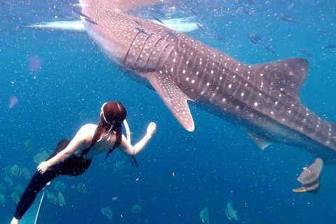 Cebu: excursão em grupo para nadar com tubarões-baleia e fazer canionismo em Kawasan