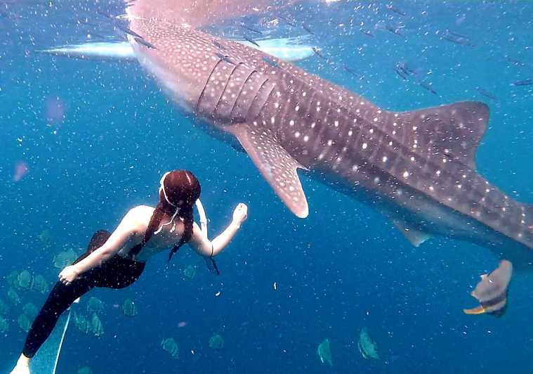 Себу: групова екскурзия "Плуване с китови акули и каньонинг в Кавасан