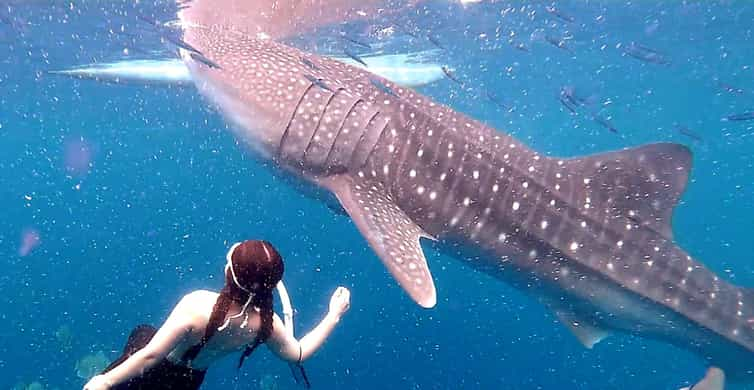 Cebu: Whale Shark Swim and Kawasan Canyoneering Group Tour