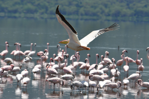 Viagem de 1 dia ao Lago Nakuru saindo de Nairóbi