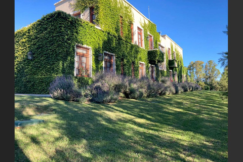 Colonia: Winery, Olive Oil & Gourmet Lunch Tour