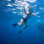 Cebu: Oslob Whale Sharks, Moalboal Sardines & Turtles Cebu: Oslob Whale Sharks, Moalboal Sardines & Turtles
