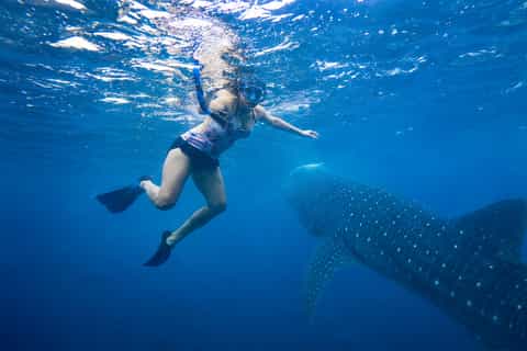 Cebu: Oslob Whale Sharks, Moalboal Sardines & Turtles - Image 3