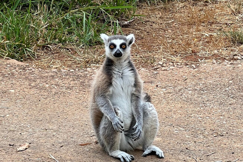 Albufeira Safari Tour with entrance in Krazy WorldAlbufeira Crazy Safari with Exotic Animals and Castle Tour